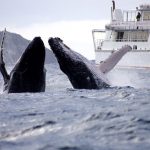 Interstate Holiday Whales